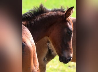 Warmblood suizo, Semental, Potro (04/2024), 170 cm, Castaño oscuro