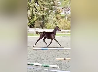 Warmblood suizo, Semental, Potro (04/2024), 170 cm, Castaño oscuro