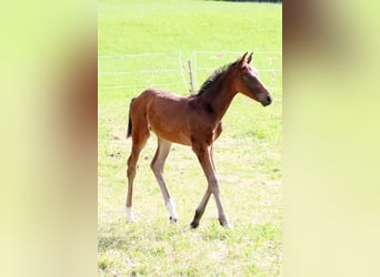 Warmblood suizo, Semental, Potro (04/2024), 170 cm, Castaño oscuro