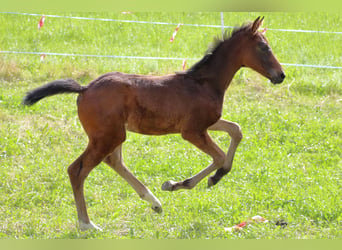 Warmblood suizo, Semental, Potro (04/2024), 170 cm, Castaño oscuro