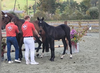 Warmblood suizo, Semental, Potro (04/2024), 170 cm, Castaño oscuro