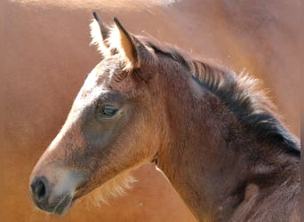 Warmblood suizo, Semental, Potro (04/2024), 170 cm, Castaño oscuro