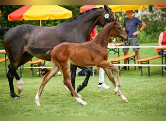 Warmblood suizo, Semental, Potro (05/2024), 173 cm, Castaño