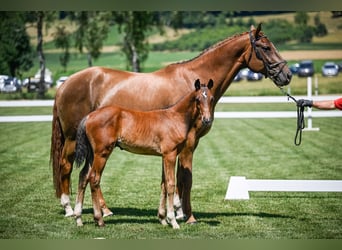 Warmblood suizo, Semental, Potro (04/2025), Castaño