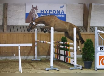 Warmblood suizo, Semental, Potro (01/2026), Castaño