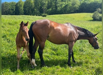 Warmblood suizo, Semental, Potro (04/2024), Castaño