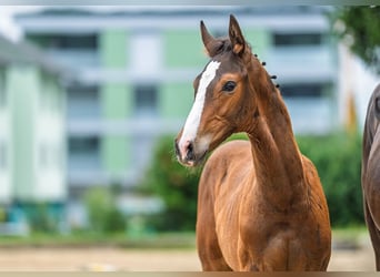 Warmblood suizo, Semental, Potro (04/2025), Castaño