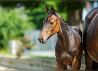 Warmblood suizo, Semental, Potro (04/2024), Castaño oscuro