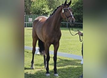 Warmblood suizo, Semental, Potro (05/2024), Musgo