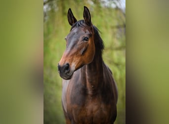 Warmblood suizo, Yegua, 10 años, 162 cm, Castaño