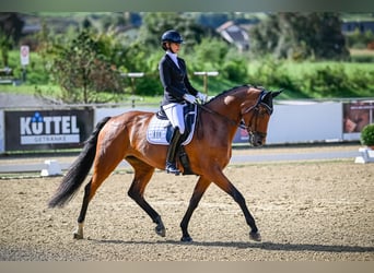 Warmblood suizo, Yegua, 10 años, 172 cm, Castaño