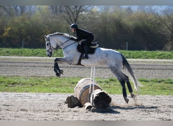 Warmblood suizo, Yegua, 10 años, 186 cm, Tordo