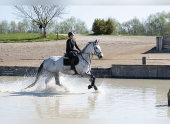 Warmblood suizo, Yegua, 10 años, 186 cm, Tordo