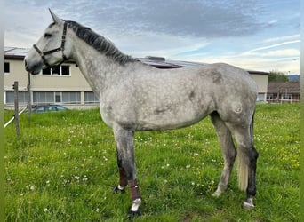 Warmblood suizo, Yegua, 10 años, 186 cm, Tordo