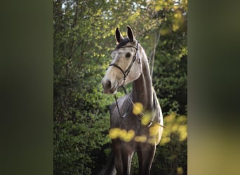 Warmblood suizo, Yegua, 10 años, 186 cm, Tordo