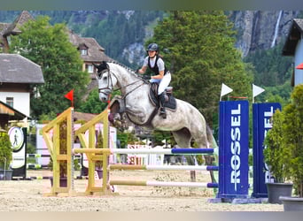 Warmblood suizo, Yegua, 10 años, 186 cm, Tordo