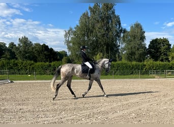 Warmblood suizo, Yegua, 10 años, 186 cm, Tordo