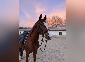 Warmblood suizo, Yegua, 11 años, 166 cm, Alazán