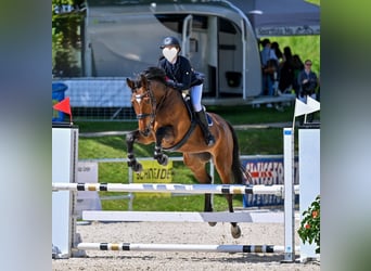 Warmblood suizo, Yegua, 11 años, 172 cm, Castaño