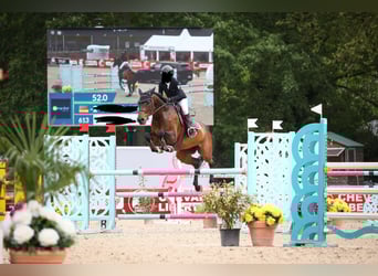 Warmblood suizo, Yegua, 11 años, 172 cm, Castaño