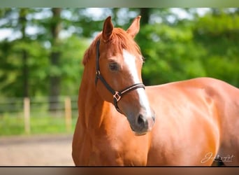 Warmblood suizo, Yegua, 12 años, 175 cm, Alazán