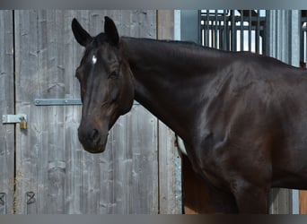 Warmblood suizo, Yegua, 13 años, 165 cm, Castaño oscuro