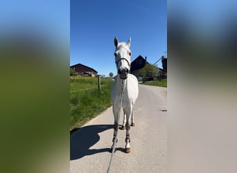Warmblood suizo, Yegua, 13 años, 165 cm, Tordo picazo
