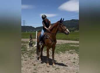 Warmblood suizo, Yegua, 13 años, 166 cm, Alazán