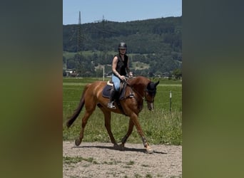 Warmblood suizo, Yegua, 13 años, 166 cm, Alazán