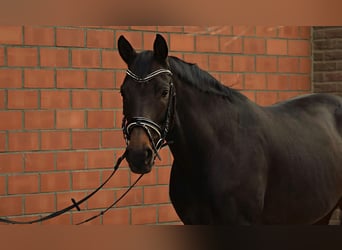 Warmblood suizo, Yegua, 13 años, 170 cm, Castaño