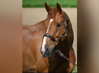 Warmblood suizo, Yegua, 13 años, 173 cm, Alazán