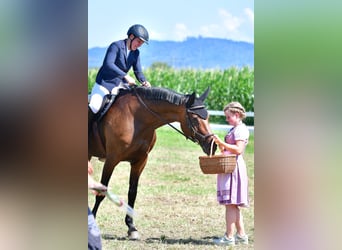 Warmblood suizo, Yegua, 13 años, 173 cm, Castaño