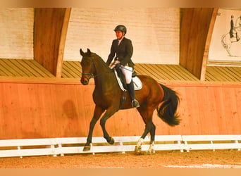 Warmblood suizo, Yegua, 13 años, 173 cm, Castaño