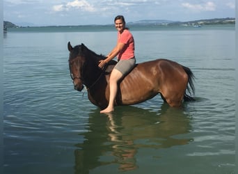 Warmblood suizo, Yegua, 13 años, 173 cm, Castaño