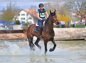 Warmblood suizo, Yegua, 13 años, 173 cm, Castaño