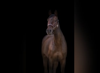 Warmblood suizo, Yegua, 13 años, 173 cm, Castaño