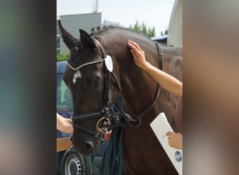 Warmblood suizo, Yegua, 13 años, 174 cm, Morcillo