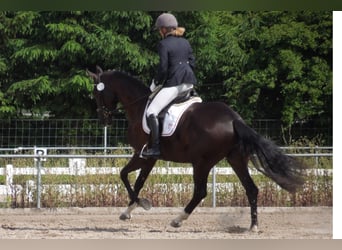 Warmblood suizo, Yegua, 13 años, 174 cm, Morcillo