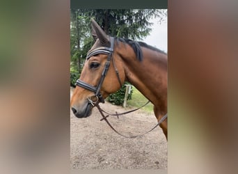 Warmblood suizo, Yegua, 15 años, 165 cm, Castaño
