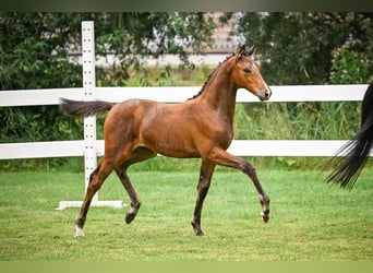 Warmblood suizo, Yegua, 2 años, 172 cm