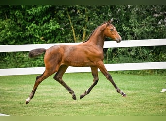 Warmblood suizo, Yegua, 2 años, 172 cm, Castaño