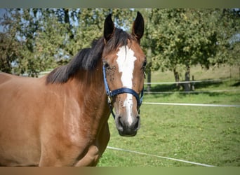 Warmblood suizo, Yegua, 2 años, Castaño