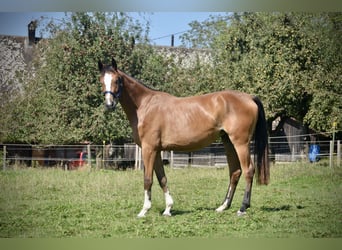 Warmblood suizo, Yegua, 2 años, Castaño