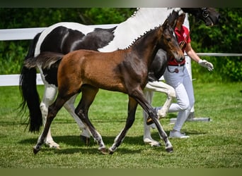 Warmblood suizo, Yegua, 3 años, 157 cm, Castaño