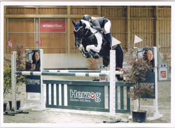 Warmblood suizo, Yegua, 3 años, 157 cm, Castaño