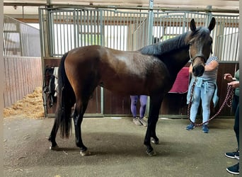 Warmblood suizo, Yegua, 3 años, 157 cm, Castaño