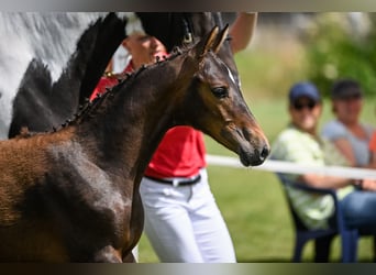 Warmblood suizo, Yegua, 3 años, 157 cm, Castaño