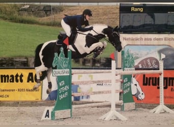 Warmblood suizo, Yegua, 3 años, 157 cm, Castaño