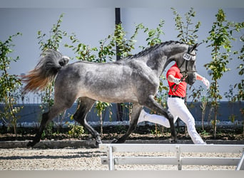 Warmblood suizo, Yegua, 3 años, 164 cm, Tordo