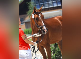 Warmblood suizo, Yegua, 3 años, 169 cm, Alazán